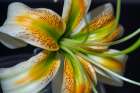 Henrys lily Art Print